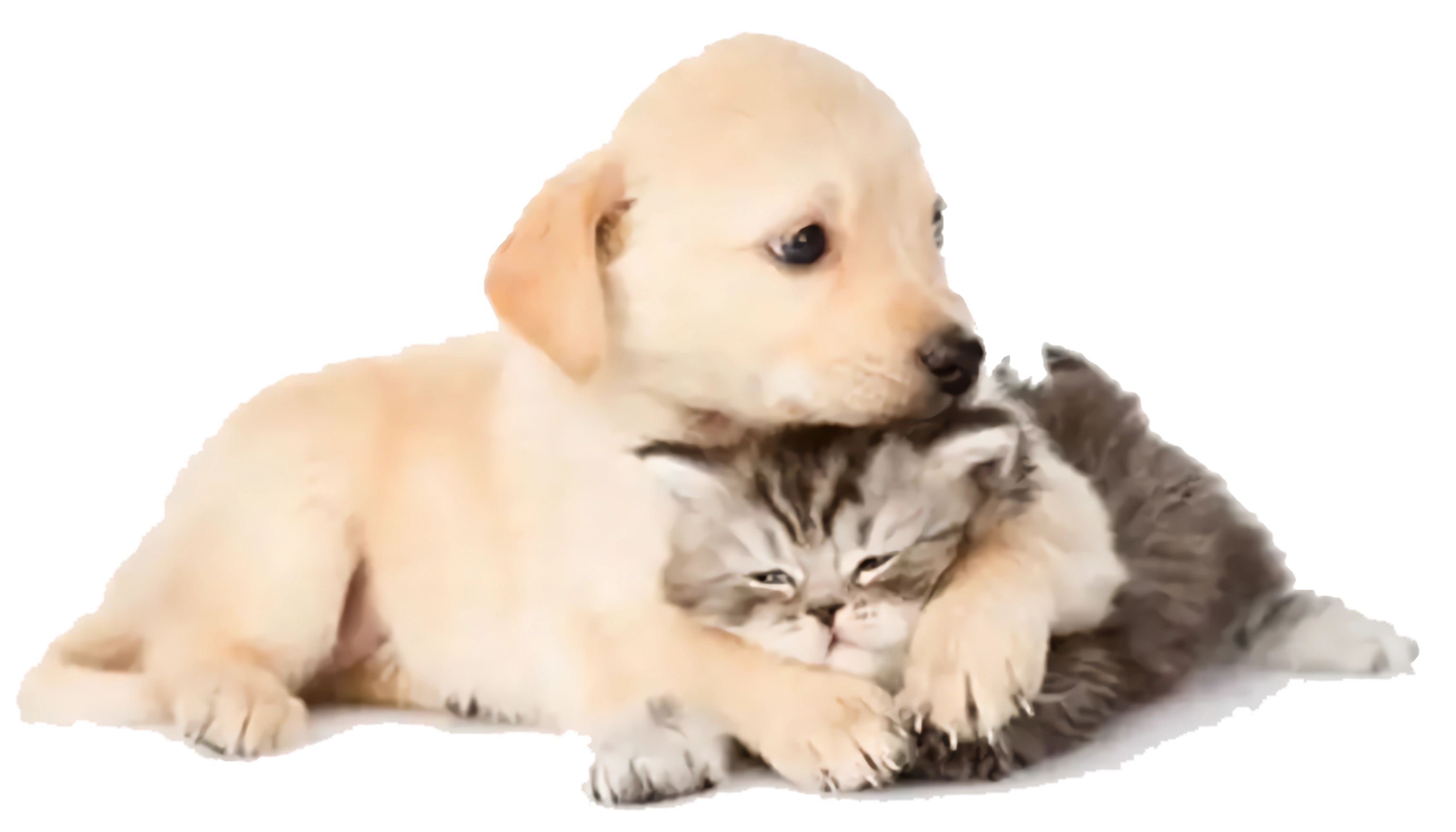Cachorro y gatito abrazados