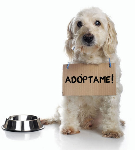 Perrito listo para adopción